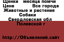 Щенки 4 месяца-помчи › Цена ­ 5 000 - Все города Животные и растения » Собаки   . Свердловская обл.,Полевской г.